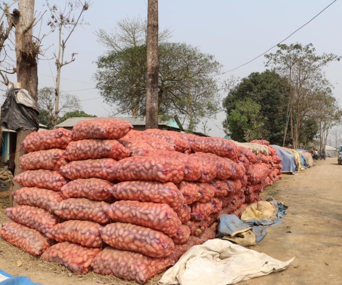 स्याङ्जामा ६ लाख ५४ हजार किलो बीउ उत्पादन