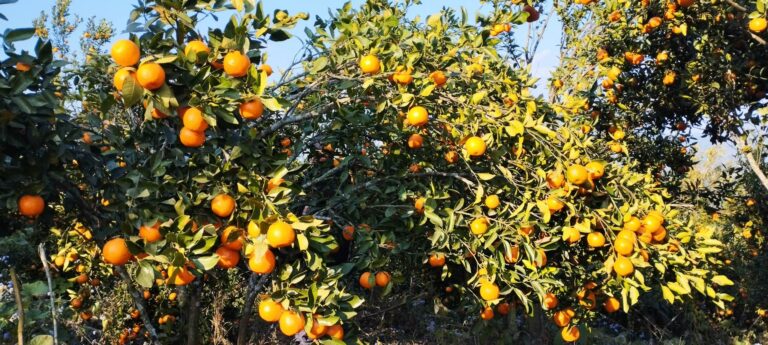 यसबर्ष स्याङ्जामा सुन्तला उत्पादन बढ्यो